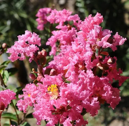 Derya Hanim Konagi Ayvalı